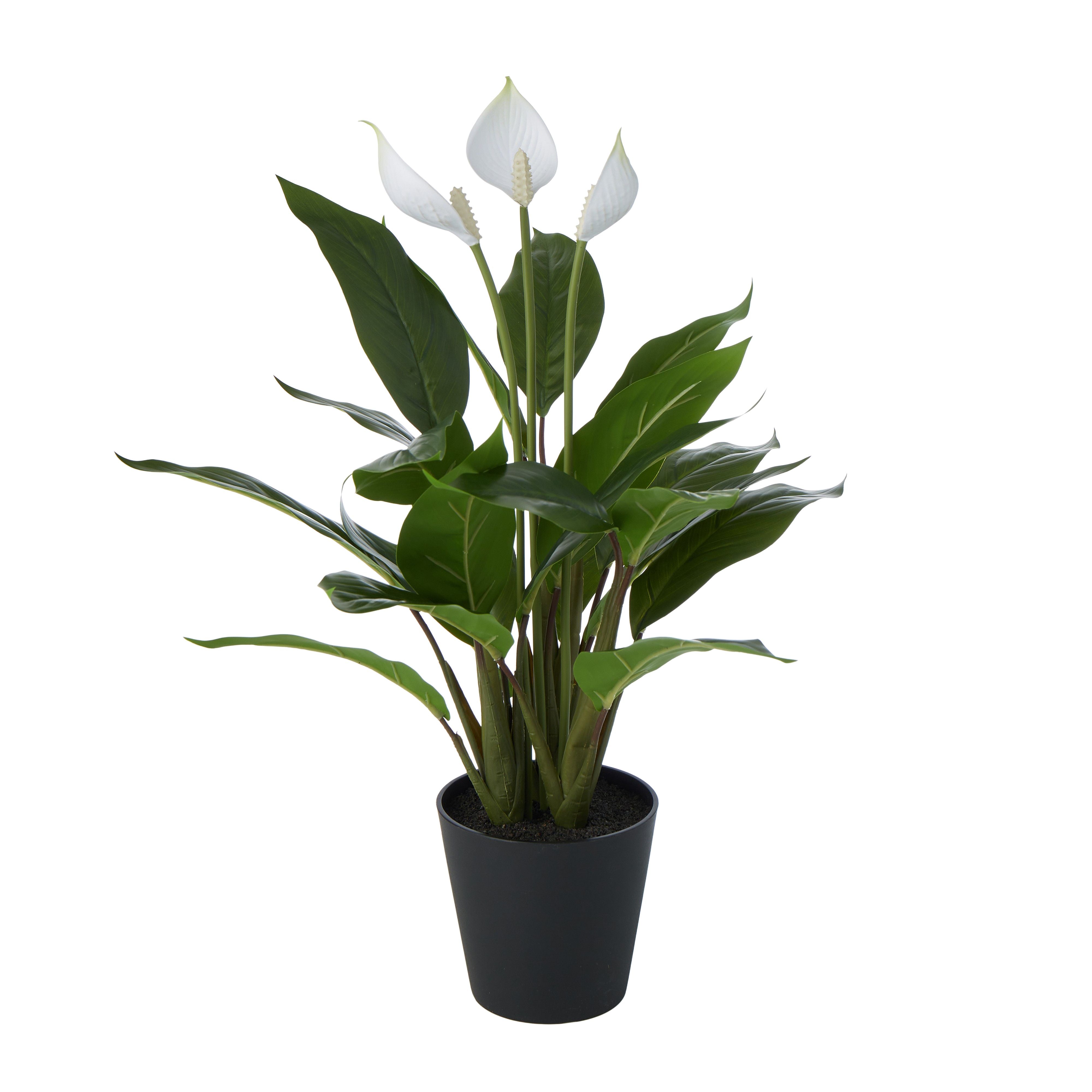 peace lily in store Peace Lily in Pot 30x53cm