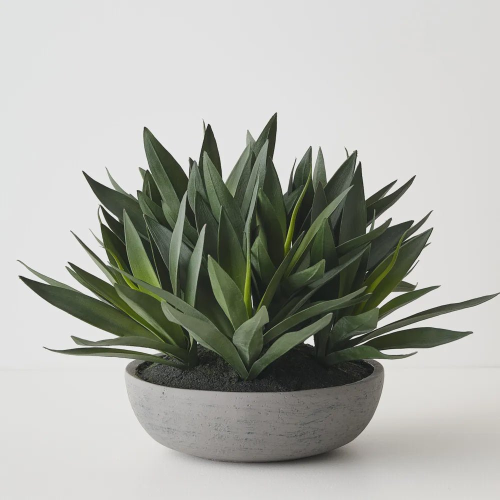 Agave Plant in Bowl-Floral Interiors