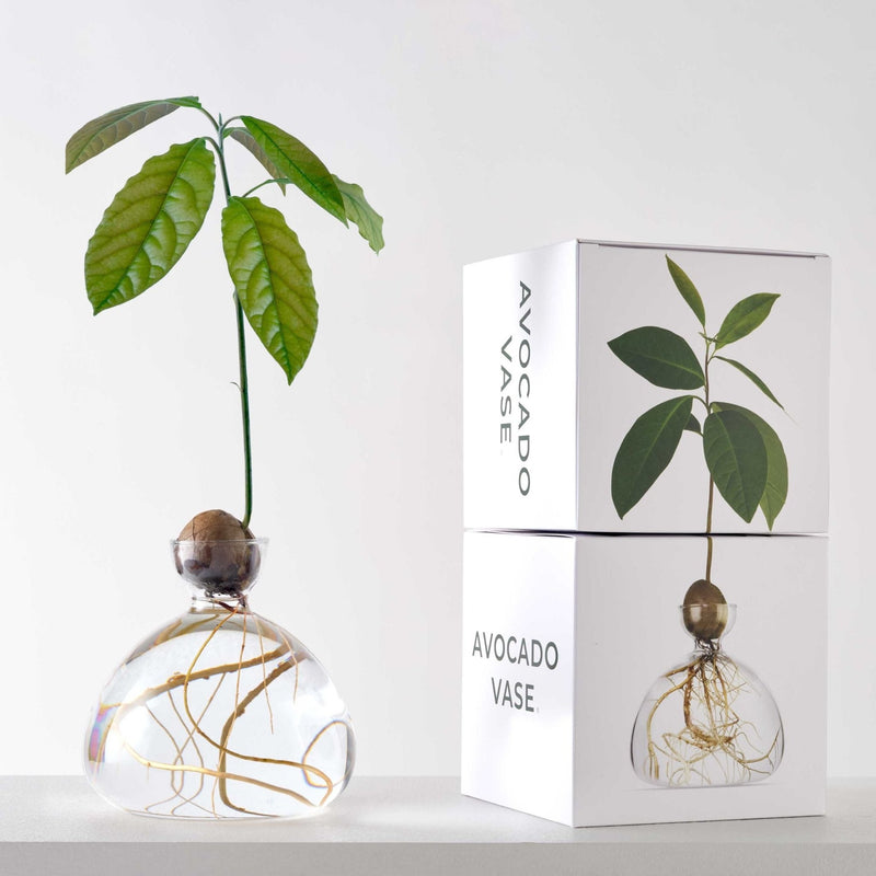 Avocado Vase Clear-ILEX Studio