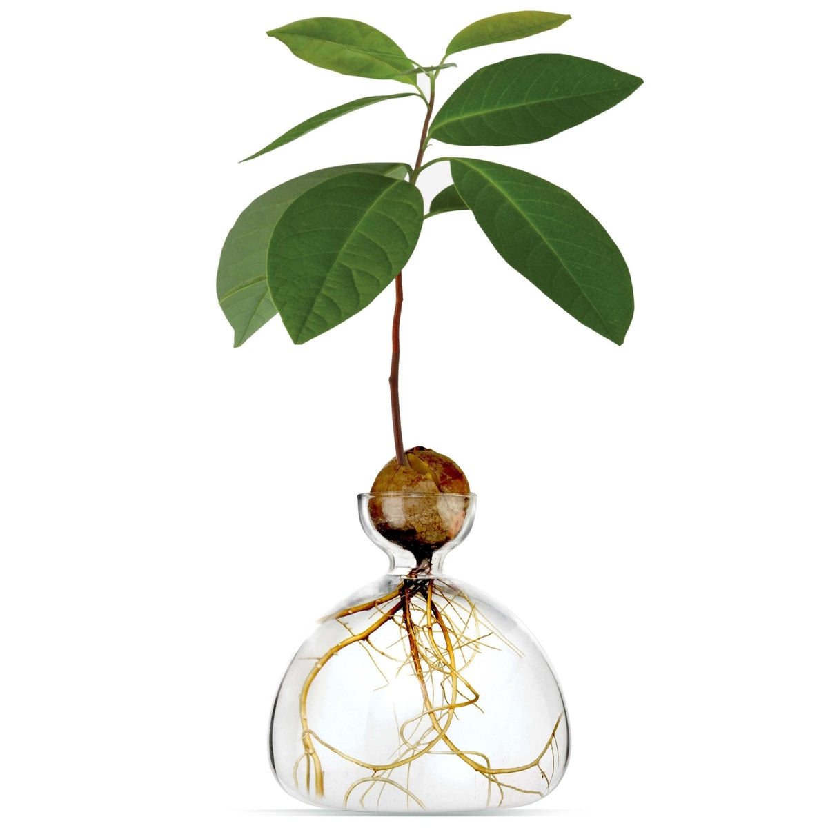 Avocado Vase Clear-ILEX Studio