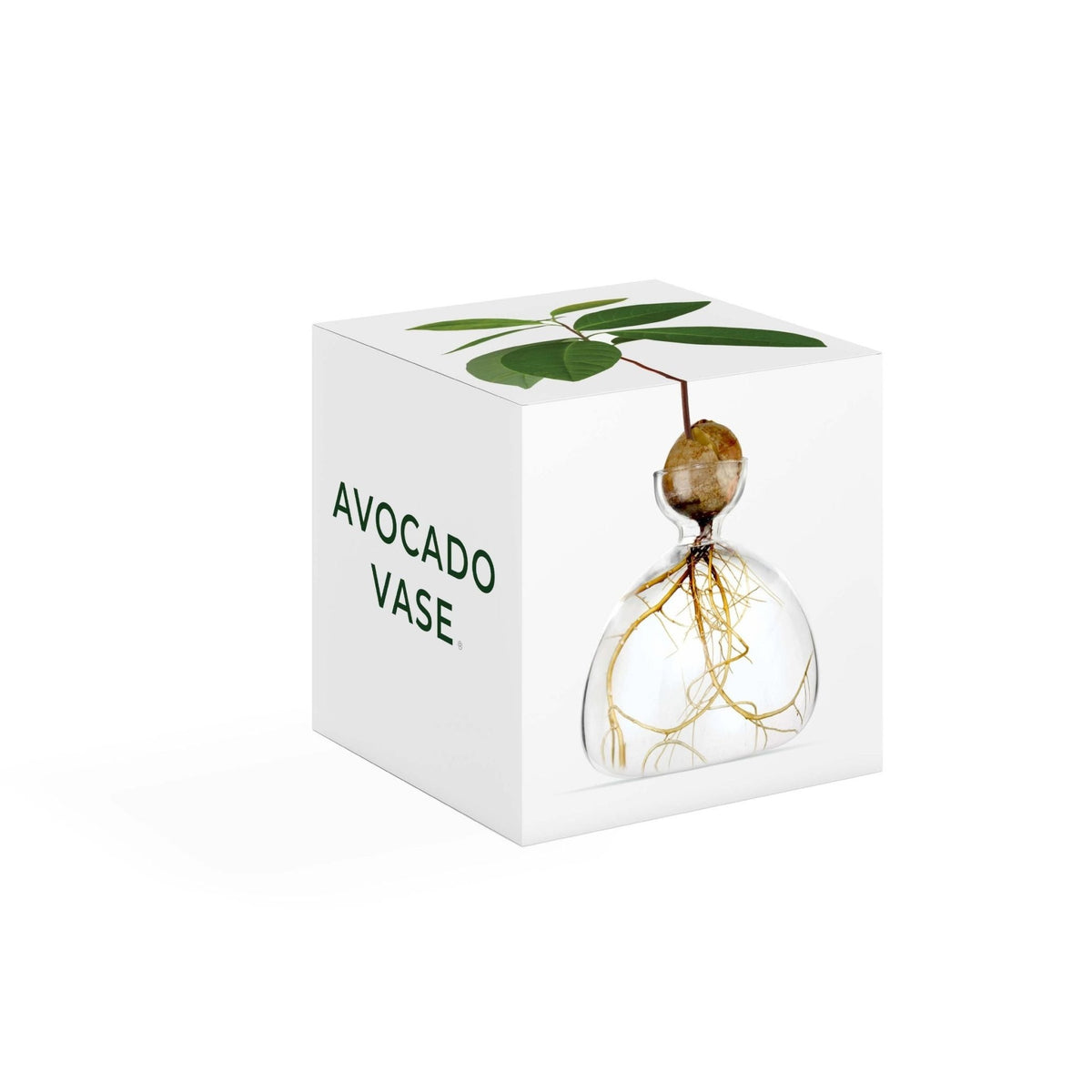 Avocado Vase Clear-ILEX Studio