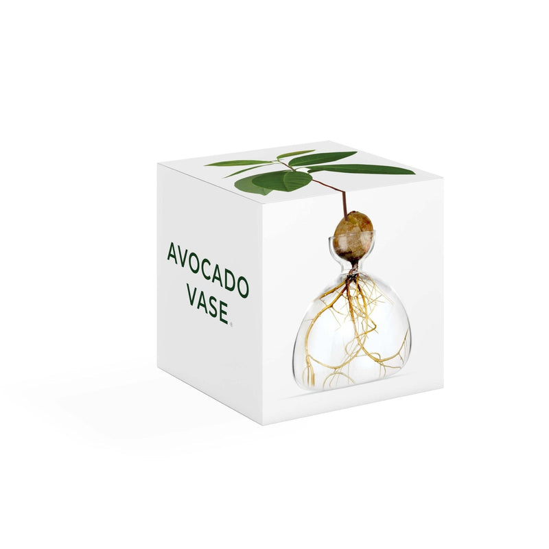 Avocado Vase Clear-ILEX Studio