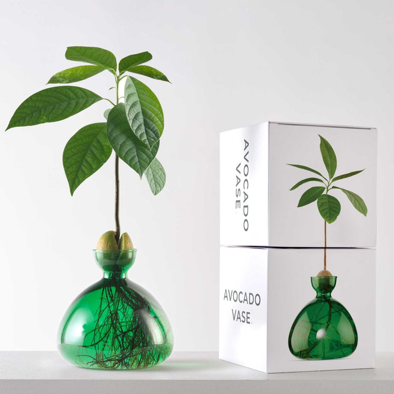 Avocado Vase Emerald-ILEX Studio