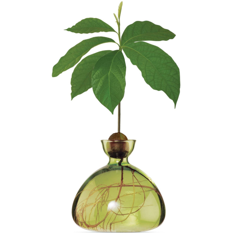 Avocado Vase Green-ILEX Studio