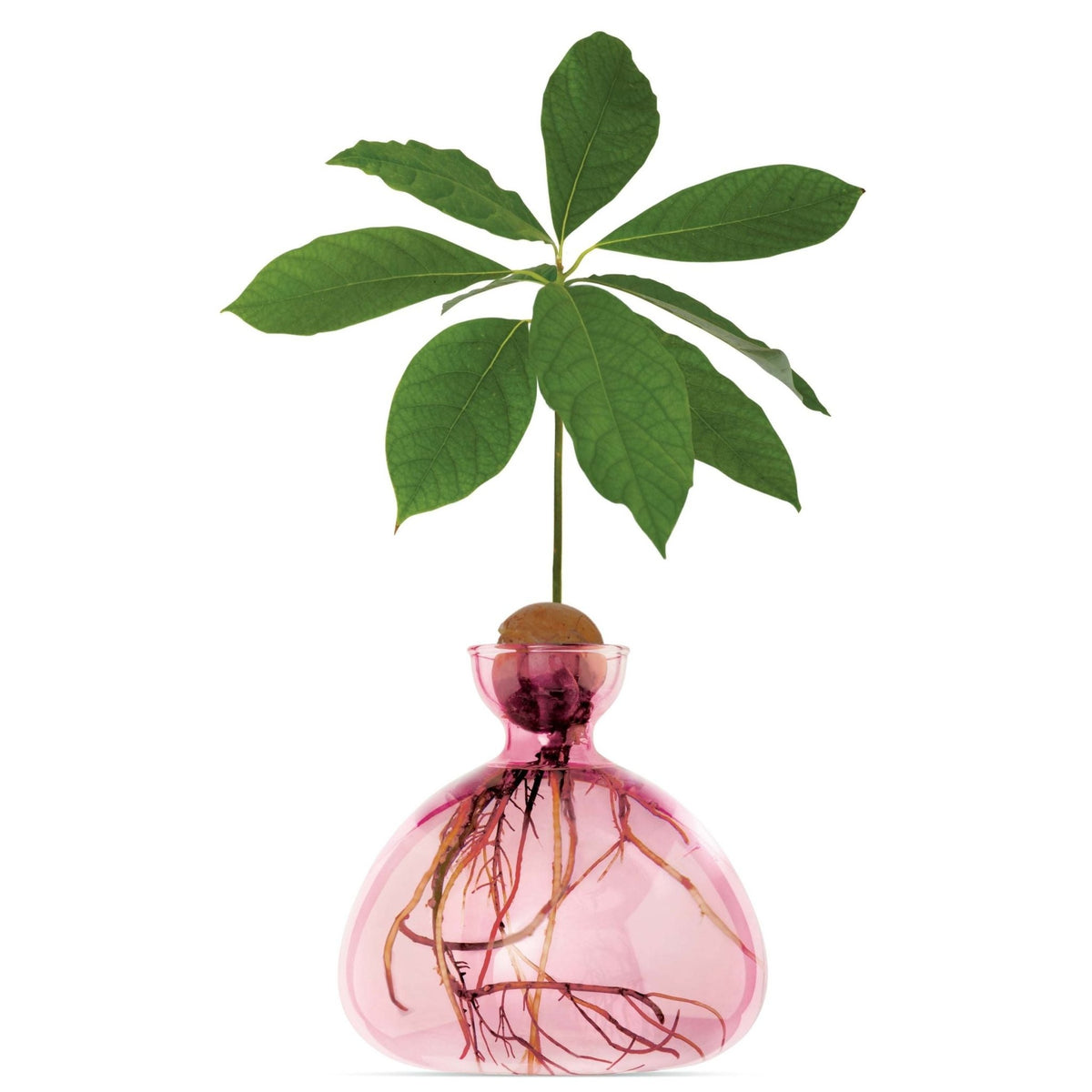 Avocado Vase Pink-ILEX Studio