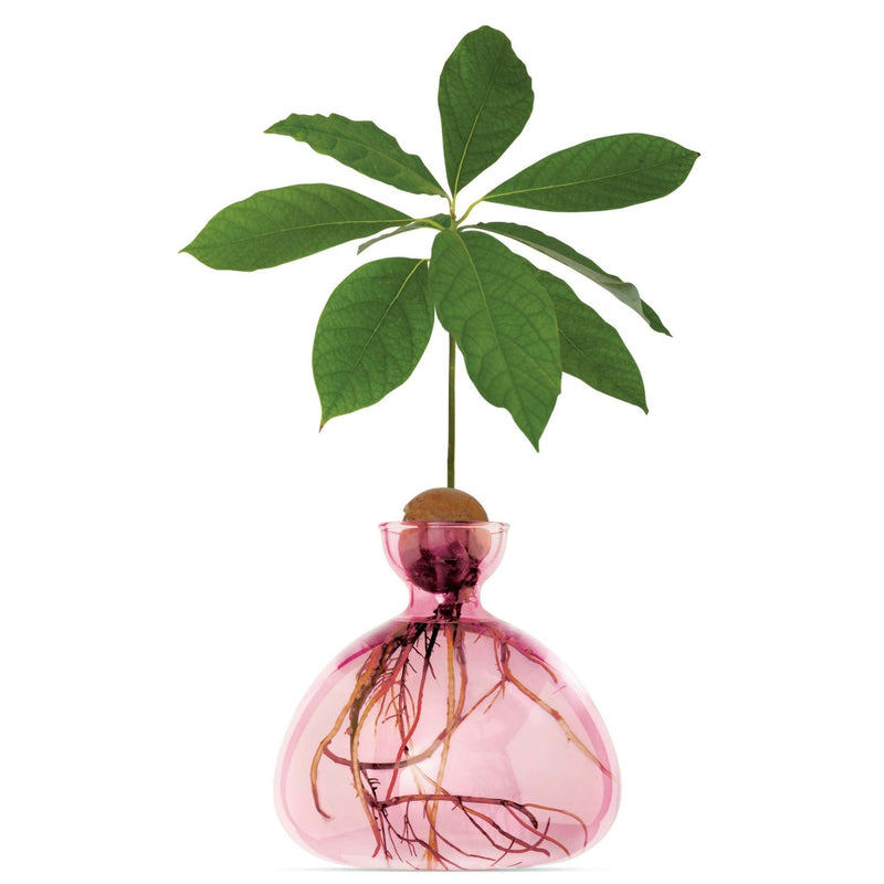 Avocado Vase Pink-ILEX Studio
