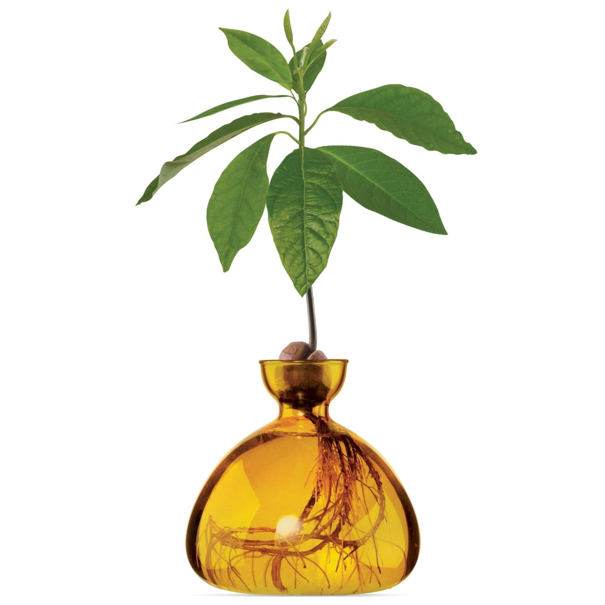 Avocado Vase Yellow-ILEX Studio
