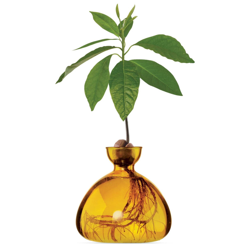 Avocado Vase Yellow-ILEX Studio