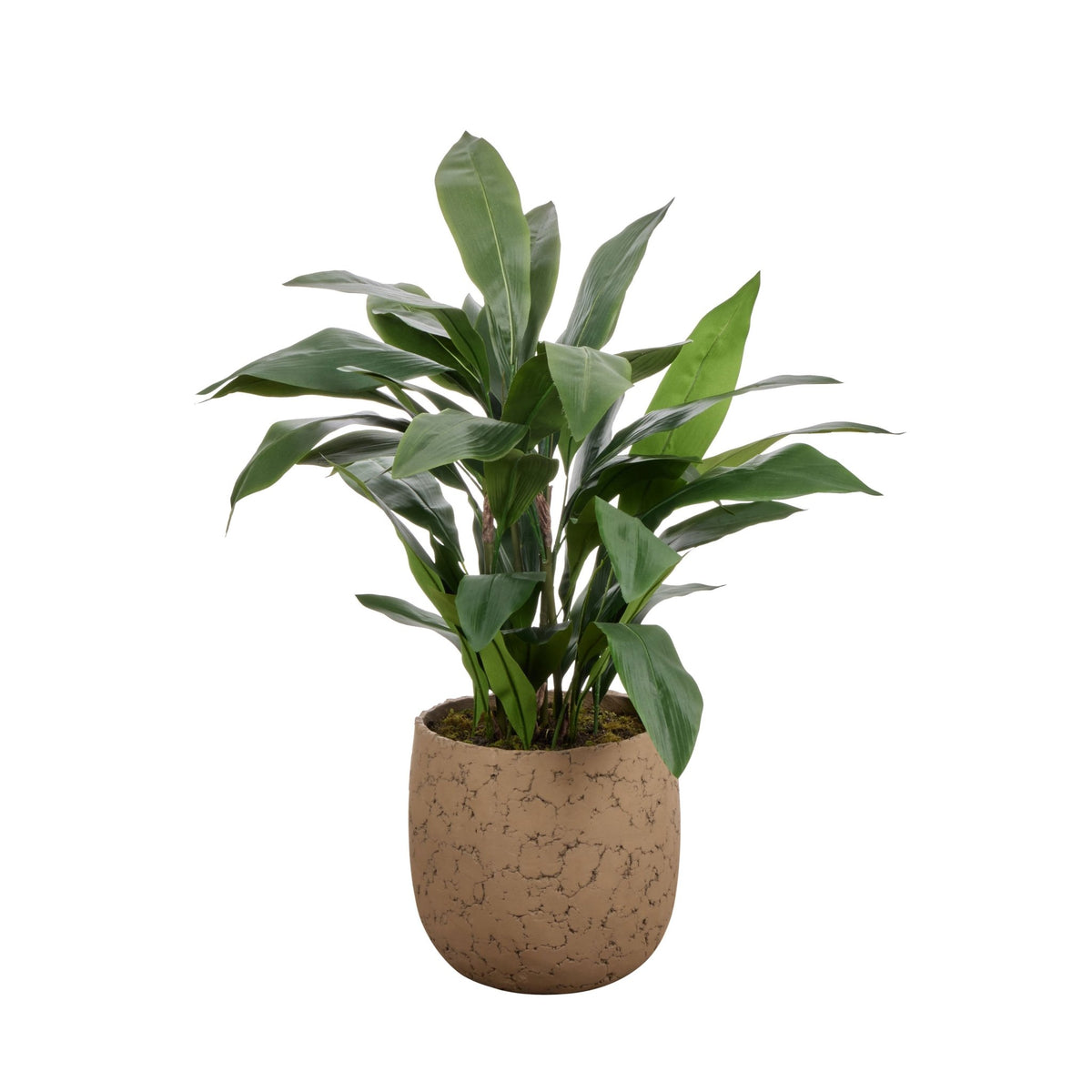 Cast Iron Plant Oliver-IsAlbi