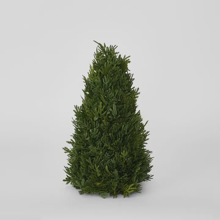 Cypress Cone 33cm - Florabelle