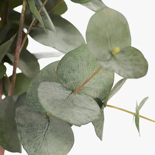Eucalyptus Silver Dollar Bunch - Floral Interiors