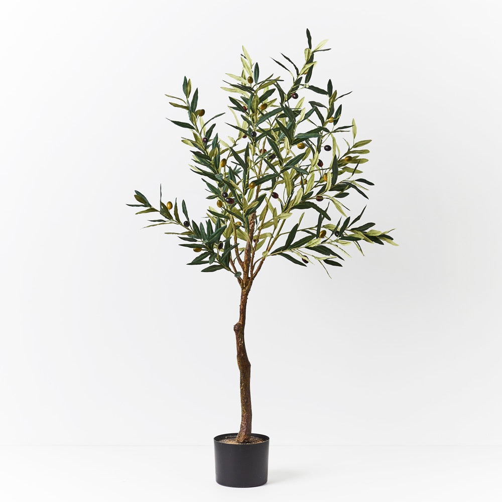 Olive Tree 122cm