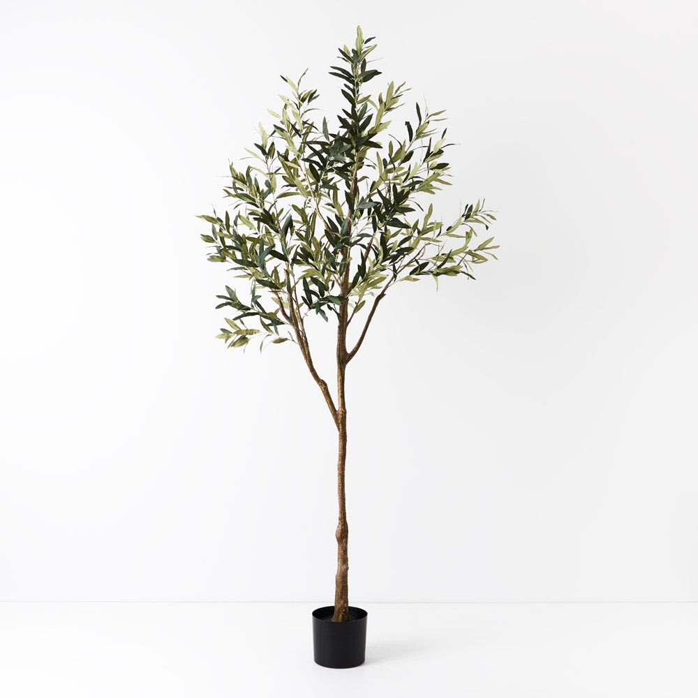 Olive Tree (w/o Fruit) 213cm