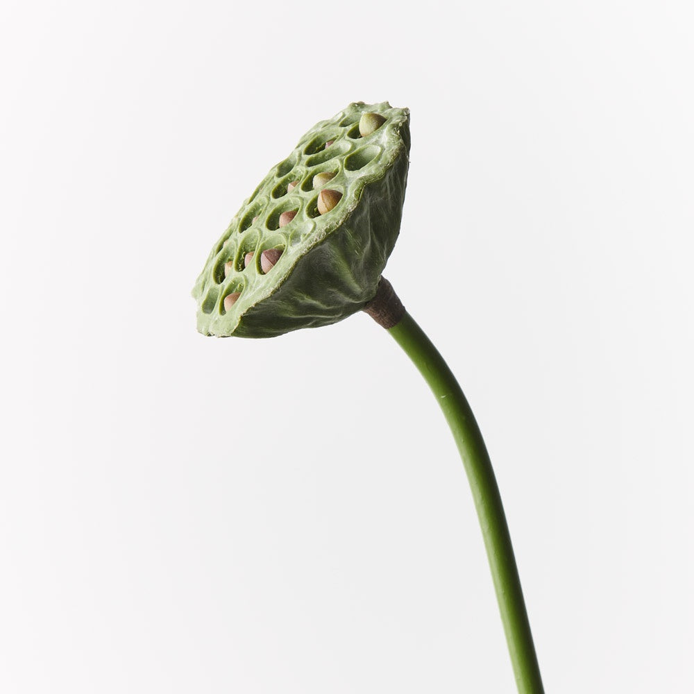 Lotus Pod