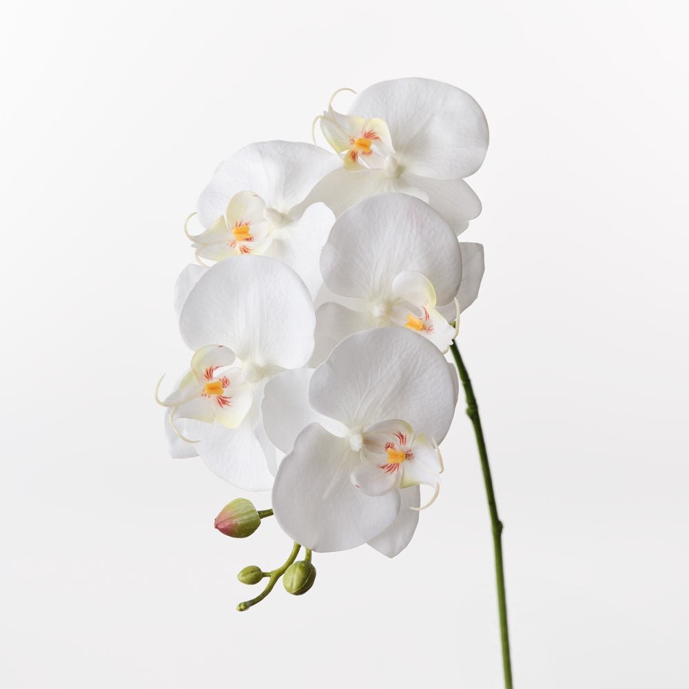 Phalaenopsis Orchid Spray 70cm-Floral Interiors