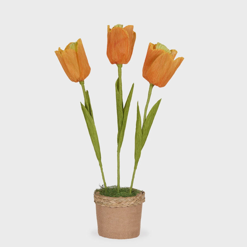 Tango Tulip Pot - Holly & Ivy