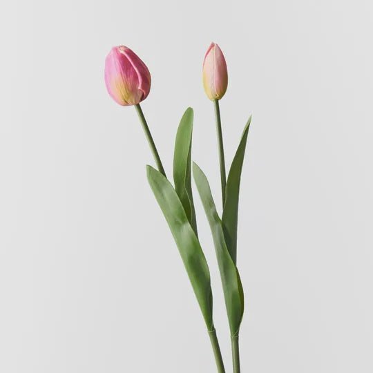 Tulip Bud & Bloom - Floral Interiors