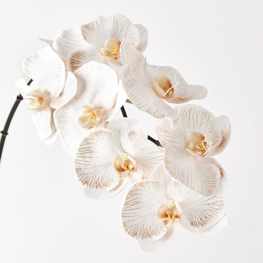 Orchid Phalaenopsis Infused Dove 96cm