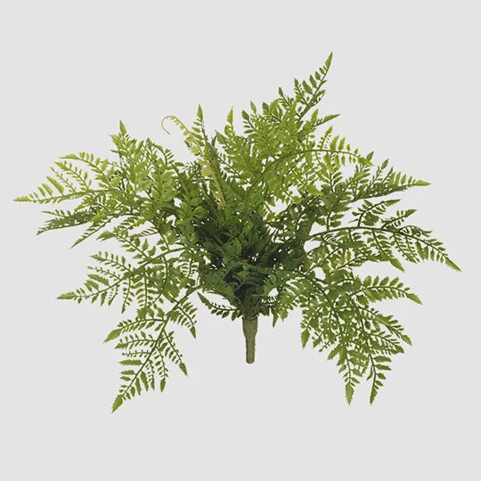 Fern Leather Bush