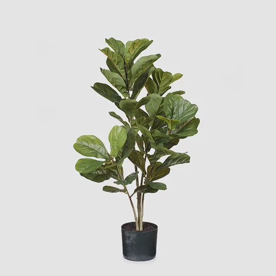 Fiddle Leaf Plant Green