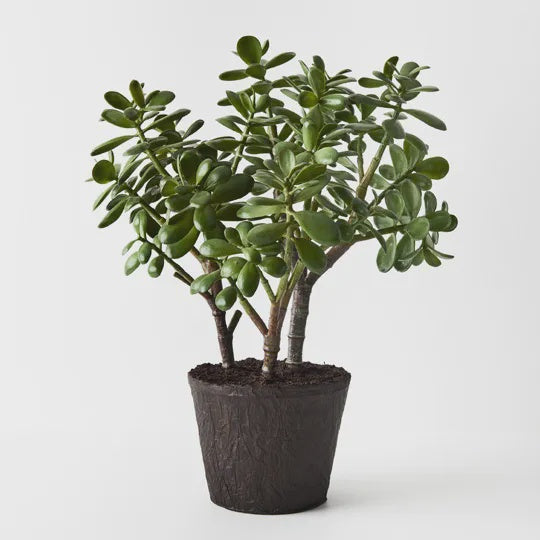 Jade Plant