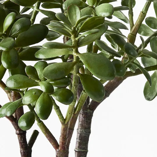 Jade Plant