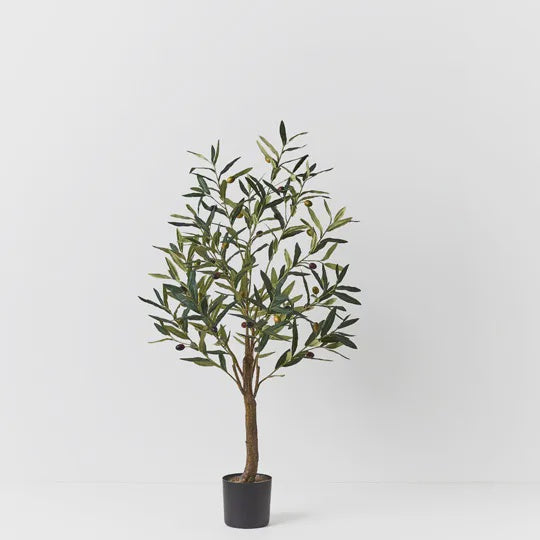 Olive Tree 91cm