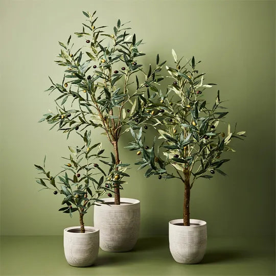 Olive Tree 91cm