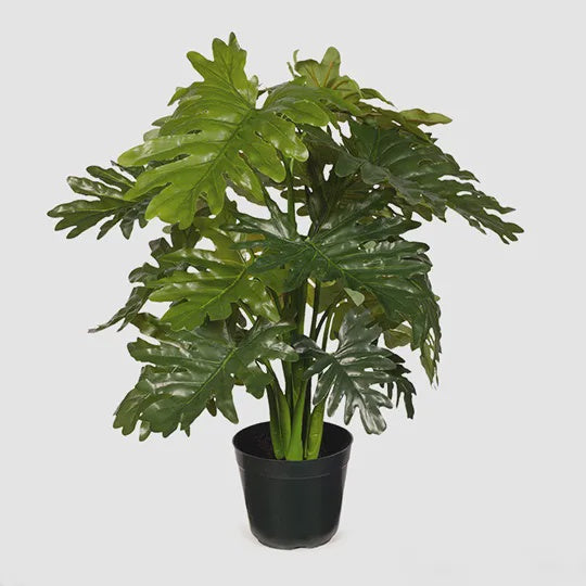 Philodendron Selloum Plant