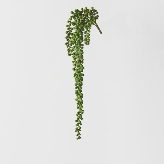 String of Pearls Hanging Bush 45cm Green